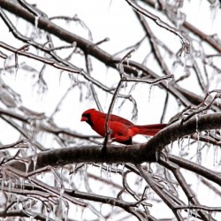 Icy Perch